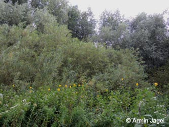 Helianthus_tuberosus_DURheinhausen_130914_ja03.jpg