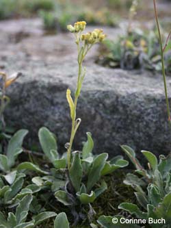 Helichrysum_arenarium_Elbe2008_3_CB03.jpg