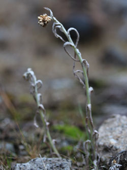 Helichrysum_luteoalbum_HATHenrichshuette130915_CB01.jpg