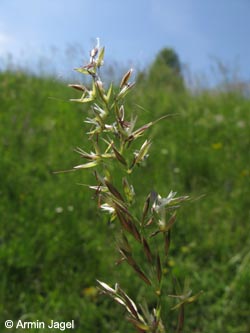 Helictotrichon_pubescens_SWD_Tauberniessen200509_ja01.jpg