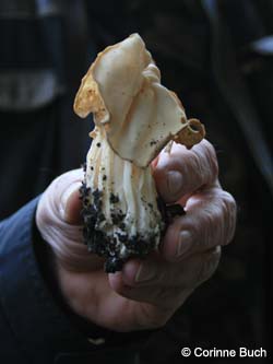 Helvella_crispa_BOKalwes231011_CB06.jpg