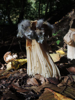 Helvella_crispa_BOMailand_111015_ja02.jpg