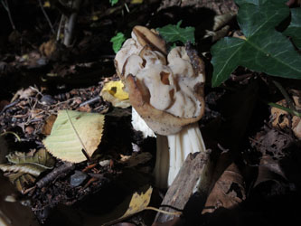 Helvella_crispa_BOMailand_111015_ja03.jpg