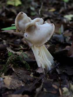 Helvella_crispa_BOMailand_111015_ja11.jpg