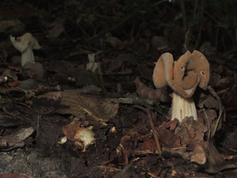 Helvella_crispa_BOMailand_111015_ja15.jpg