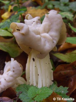 Helvella_crispa_Herbstlorchel_Kalwes_251009_TK01.jpg