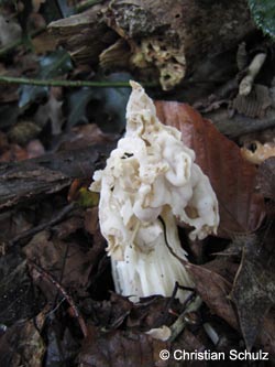 Helvella_crispa_WeitmarerHolz_121014_CSchulz04.jpg