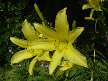 Hemerocallis-Hybride_BGD230607_ja08.jpg