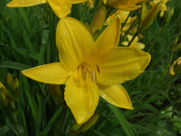 Hemerocallis_BZW270506_ja01.jpg