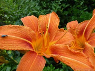 Hemerocallis_Koeln-Lindenthal_070614_ho01.jpg