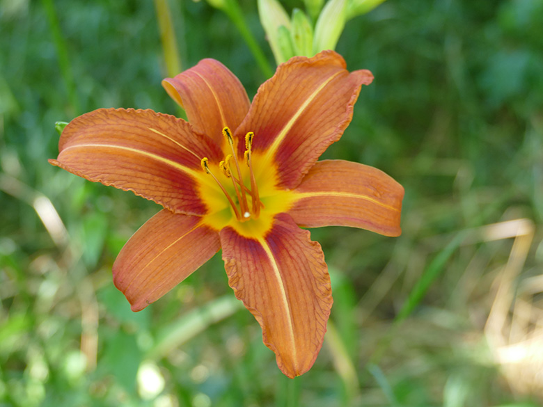 Hemerocallis_Monheimer_Rheinbogen_210619_KAdolphy01.jpg