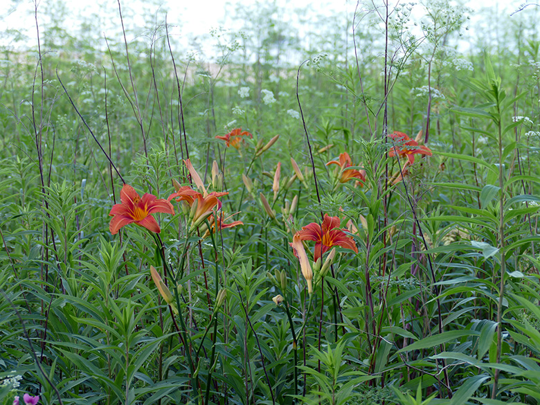 Hemerocallis_Monheimer_Rheinbogen_210619_KAdolphy02.jpg
