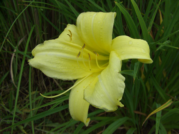 Hemerocallis_PrairieMoonlight_BGD230607_ja01.jpg