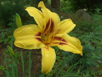 Hemerocallis_StelladeOro_240607_ja01.jpg
