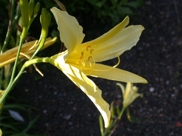 Hemerocallis_citrina_2007_ho01.jpg