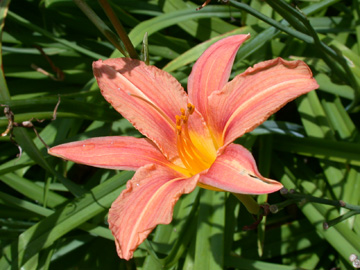 Hemerocallis_flava_2007_ho02.jpg