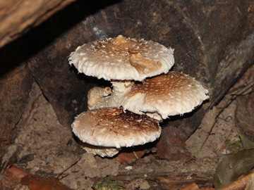 Hemipholiota_populnea_BOMailand_161016_Pilze_CB01.jpg