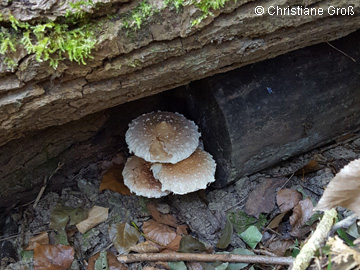 Hemipholiota_populnea_BOMailand_161016_Pilze_CGross01.jpg