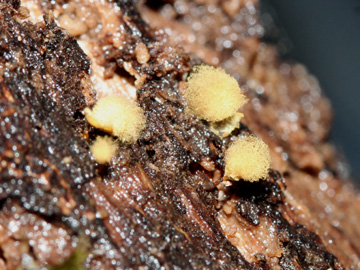 Hemitrichia_calyculata_BO_Koenigsbuescher_Waeldchen_Pilze_CB01.jpg