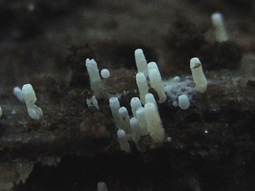 Henningsomyces_candidus_BOMailand_161016_Pilze_ja01.jpg