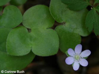Hepatica_nobilis_BrilonNSGNehderKopf260409_CB01.jpg