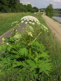 Heracleum_mantegazzianum_BO230606_ja07.jpg