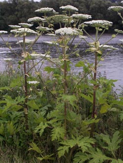 Heracleum_mantegazzianum_BORuhrtal300607_TS01.jpg