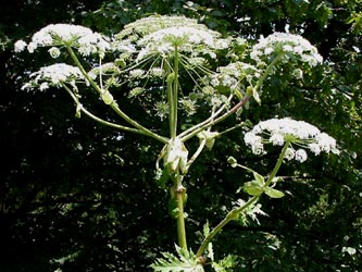 Heracleum_mantegazzianum_ho02.jpg