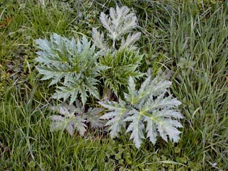 Heracleum_mantegazzianum_ja01.jpg