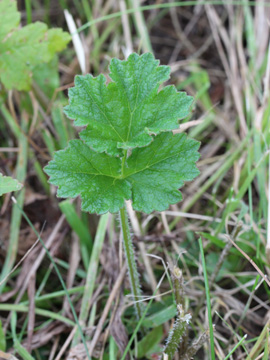 Heracleum_sphondylium_300817_CB01.jpg