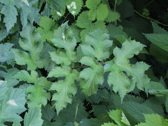 Heracleum_sphondylium_Apiaceae-Workshop01_CB03.jpg