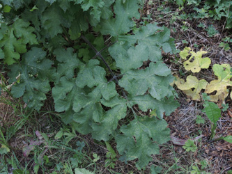 Heracleum_sphondylium_ApiaceaeWorkshop2_300716_ja01.jpg