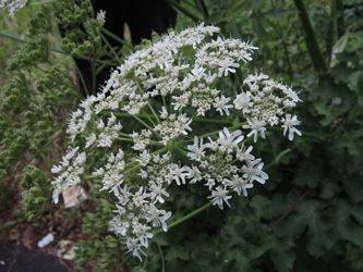 Heracleum_sphondylium_ApiaceaeWorkshop2_300716_ja02.jpg