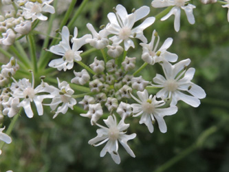 Heracleum_sphondylium_ApiaceaeWorkshop2_300716_ja04.jpg