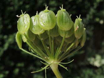 Heracleum_sphondylium_ApiaceaeWorkshop2_300716_ja08.jpg