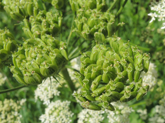 Heracleum_sphondylium_ApiaceaeWorkshop2_300716_ja13.jpg