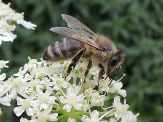 Heracleum_sphondylium_ApiaceaeWorkshop2_300716_ja17.jpg