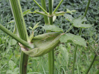 Heracleum_sphondylium_ApiaceaeWorkshop2_300716_ja19.jpg