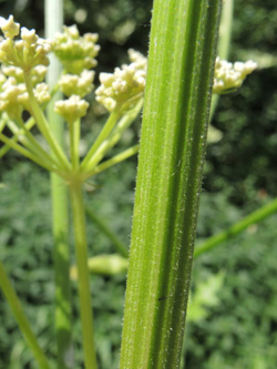 Heracleum_sphondylium_ApiaceaeWorkshop2_300716_ja23.jpg