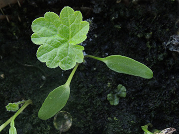 Heracleum_sphondylium_Balkon_151418_ja01.jpg