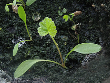 Heracleum_sphondylium_Balkon_151418_ja04.jpg