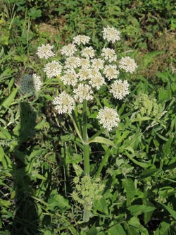 Heracleum_sphondylium_DO_Siesack_190714_ja01.jpg