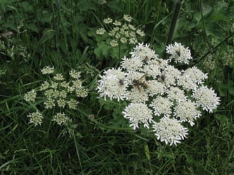 Heracleum_sphondylium_Eifel2012_DreimuehlenerWasserfall100612_ja02.jpg