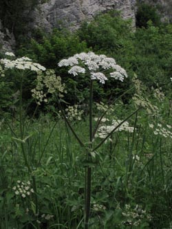 Heracleum_sphondylium_Eifel2012_DreimuehlenerWasserfall100612_ja04.jpg