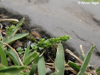 Herniaria_glabra_Setaria_viridis_BOInnenstadt170710_ja01.jpg