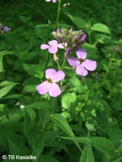 Hesperis_matronalis_SWD2009_213_TK01.jpg