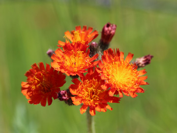 Hieracium_aurantiacum_Remscheid_Feldbachtal_101017_CB03.jpg