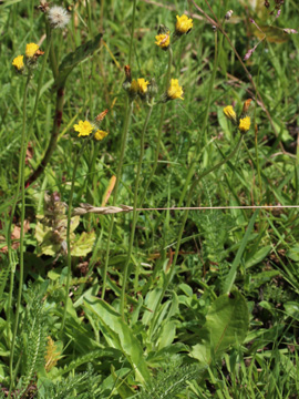 Hieracium_lactucella_Remscheid_Feldbachtal_101017_CB02.jpg