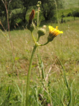 Hieracium_lactucella_Remscheid_Feldbachtal_101017_ja03.jpg