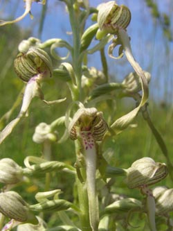 Himantoglossum_hircinum_SWD2009_TK38.jpg